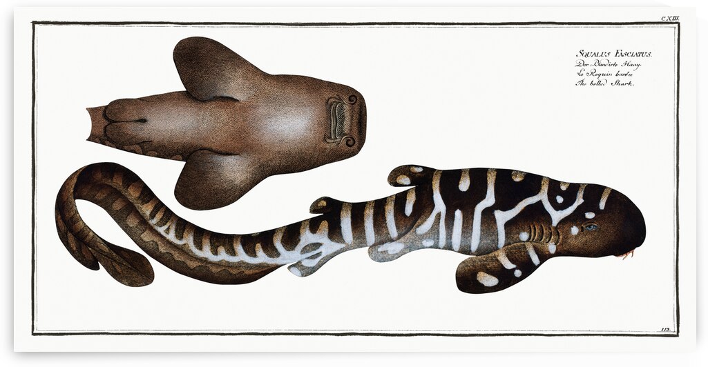 Belted Shark Squalus Fasciatus by IStockHistory com