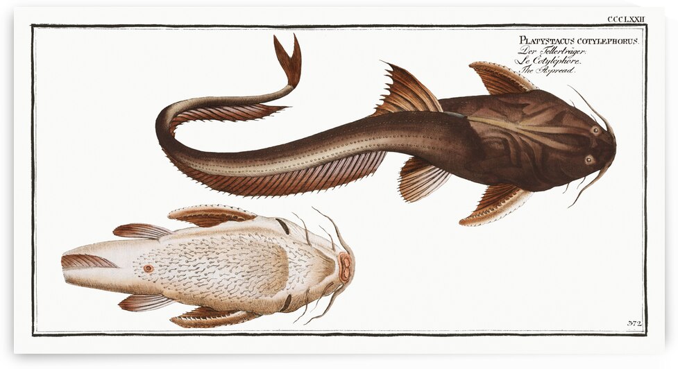 Aspread Platystacus cotylephorus by IStockHistory com