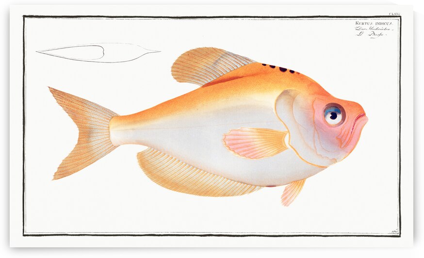 Kyrtus indicus by IStockHistory com