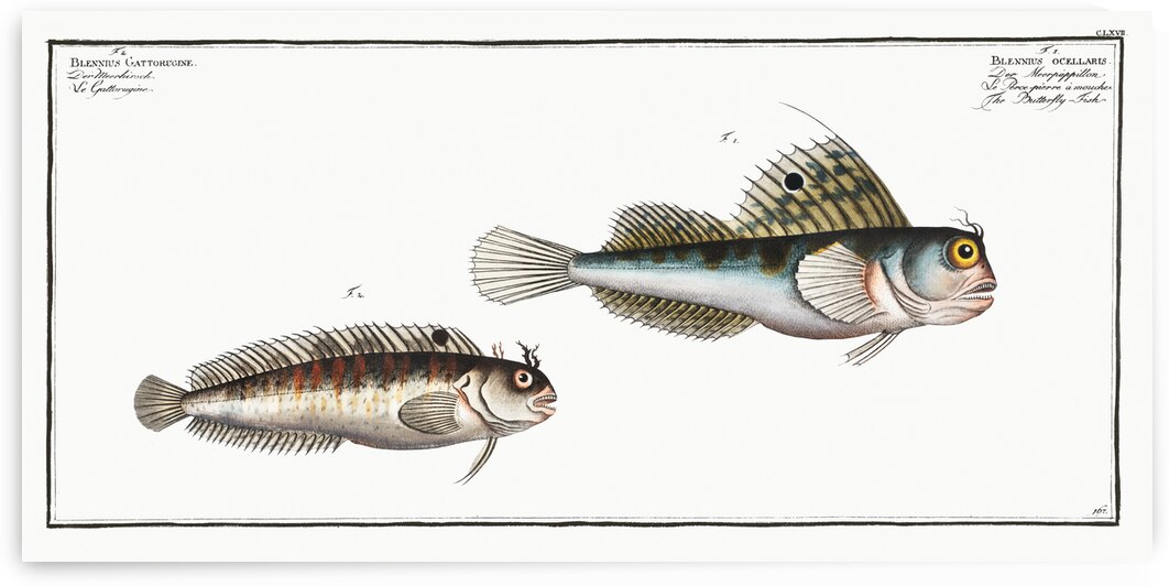 1. Butterfly-fish Blennius ocellaris 2. Blennius Gattorugine by IStockHistory com