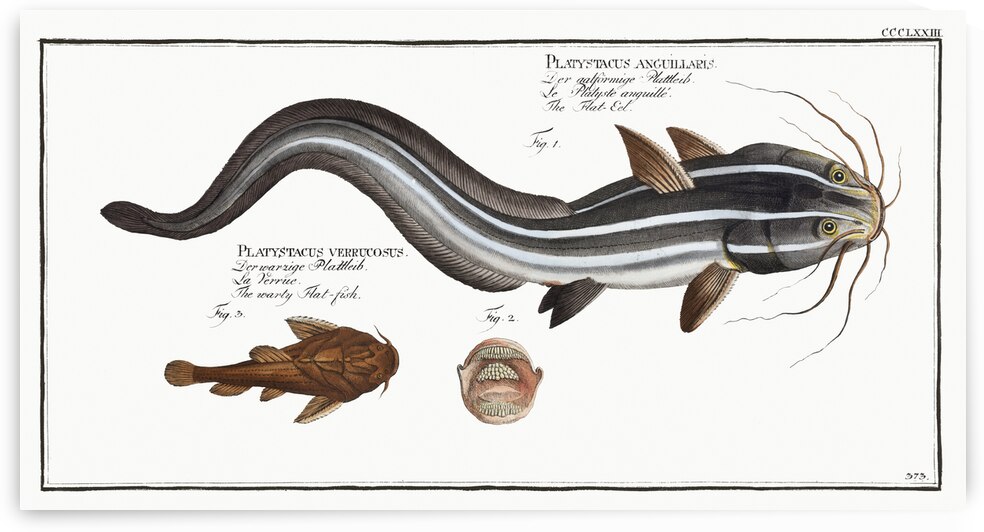 1. Flat-Eel Platystacus angullaris 2. Warty Flat-fish Platystacus verrucosus by IStockHistory com