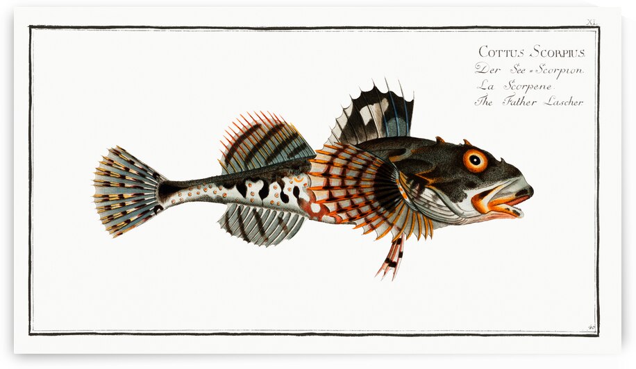 Father Lascher Cottus Scorpius by IStockHistory com