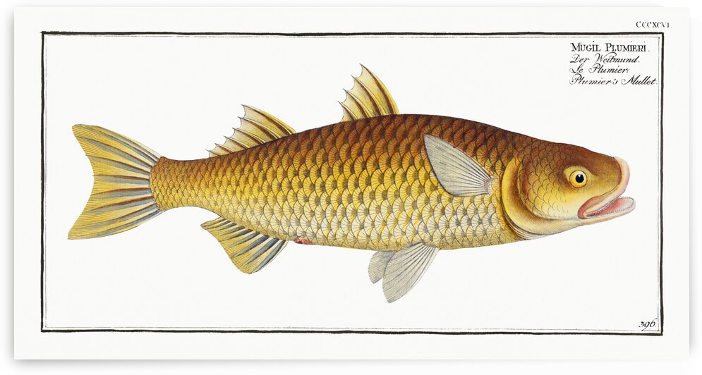 Plumiers Mullet Mugil Plumeri by IStockHistory com