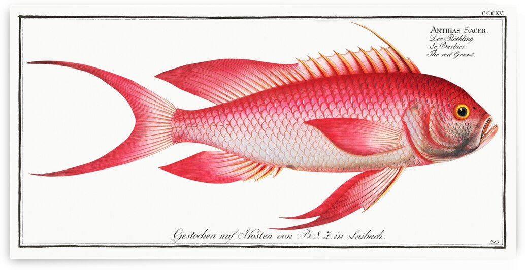 Red Grunt Anthias Sacer by IStockHistory com