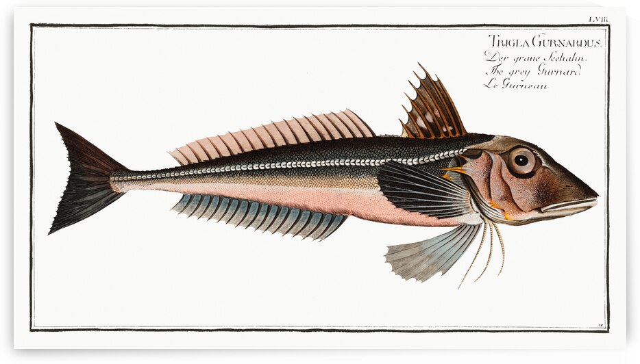 Grey Gurnard Trigla Gurnardus by IStockHistory com
