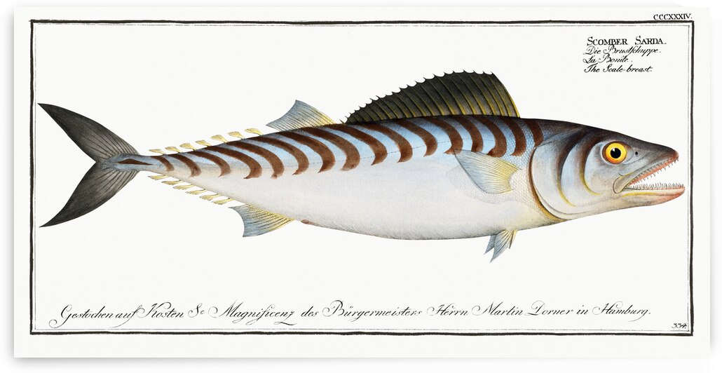 Scale-breast Scomber Sarda by IStockHistory com