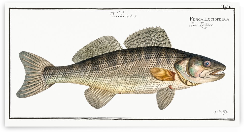 Picke-Perch Perca Lucioperca by IStockHistory com