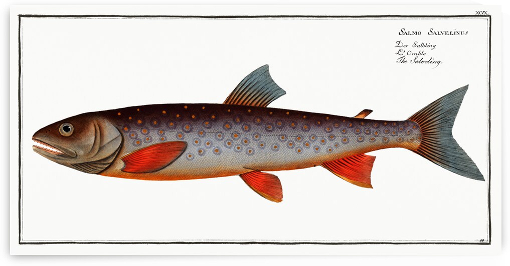 Salveling Salmo Salvelinus by IStockHistory com