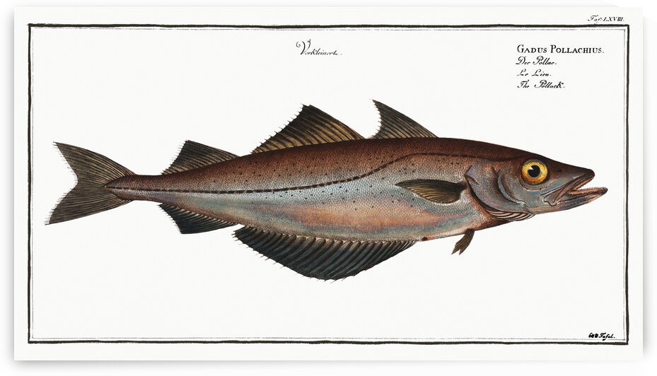 Pollack Gadus Pollachius by IStockHistory com