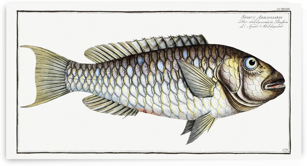 Sparus Abildgaardi by IStockHistory com