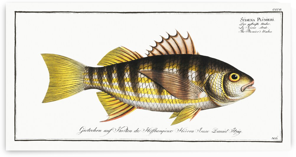 Plumiers Umber Sciaena Plümieri by IStockHistory com