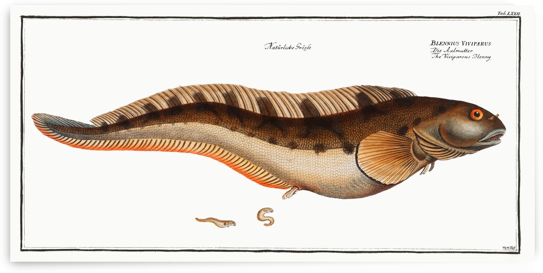 Viviparous Blenny Blennius Viviparus by IStockHistory com