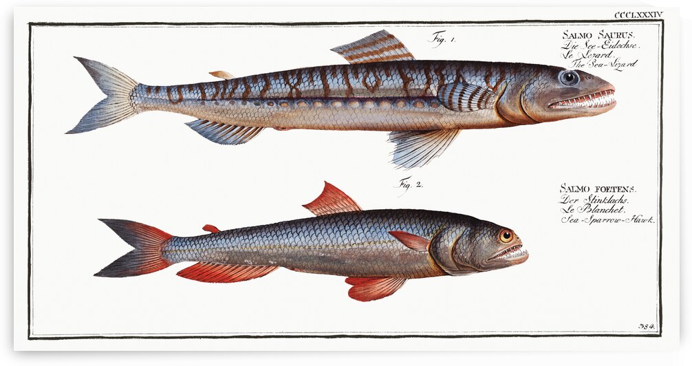 1. Sea-Lizard Salmo Saurus 2. Sea-Sparrow-Hawk Salmo foetens by IStockHistory com