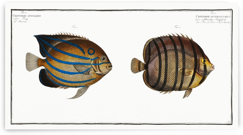 1. Chaetodon octofasciatus 2. Chaetodon annularis by IStockHistory com