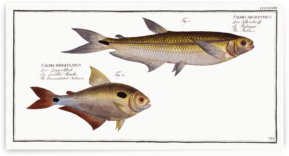 1. Piabuco Salmo argentinus 2. Bimaculated Salmon Salmo bimaculatus by IStockHistory com