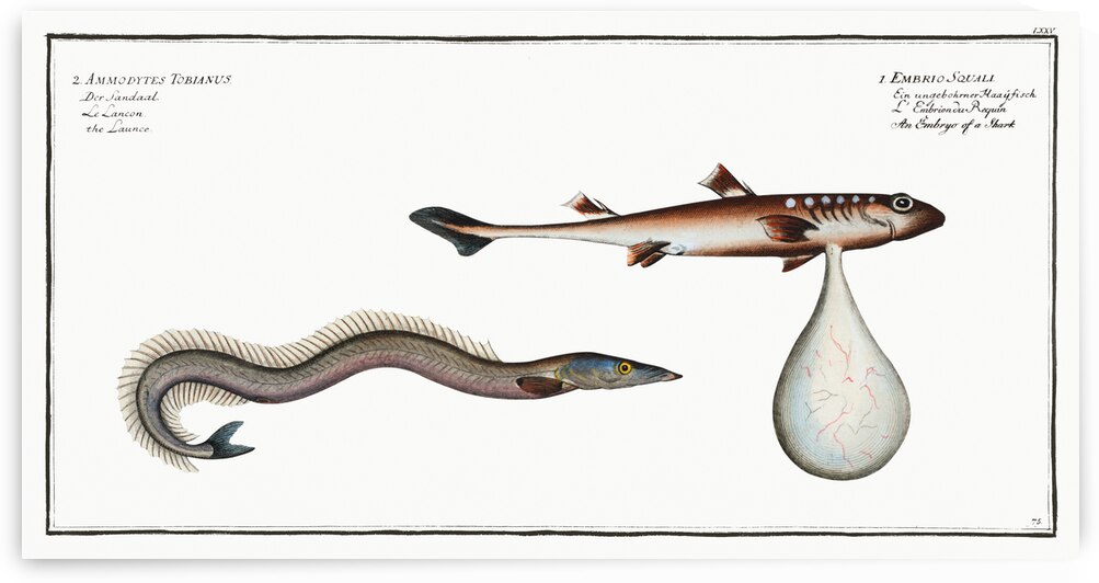 1. Embryo of a Shark Embrio Squali Launce Ammodytes Tobianus by IStockHistory com