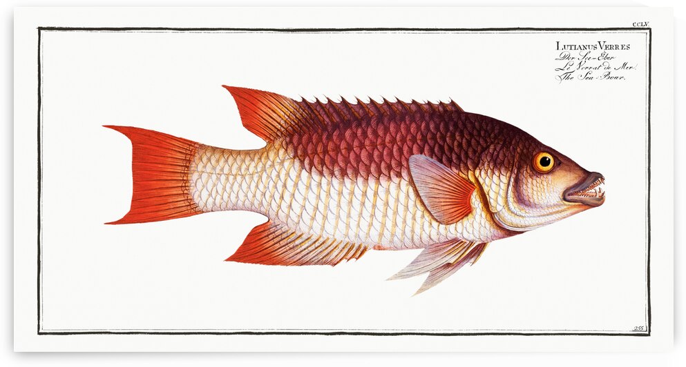 Sea Boar Lutianus Vrres by IStockHistory com