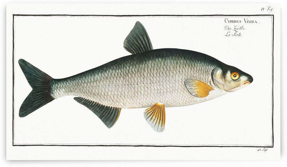 Vimba Cyprinus Vimba by IStockHistory com