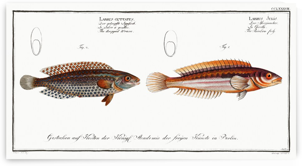 1. Rainbow-fish Labrus Julis 2. Dropped Wrasse Labrus Guttatus by IStockHistory com