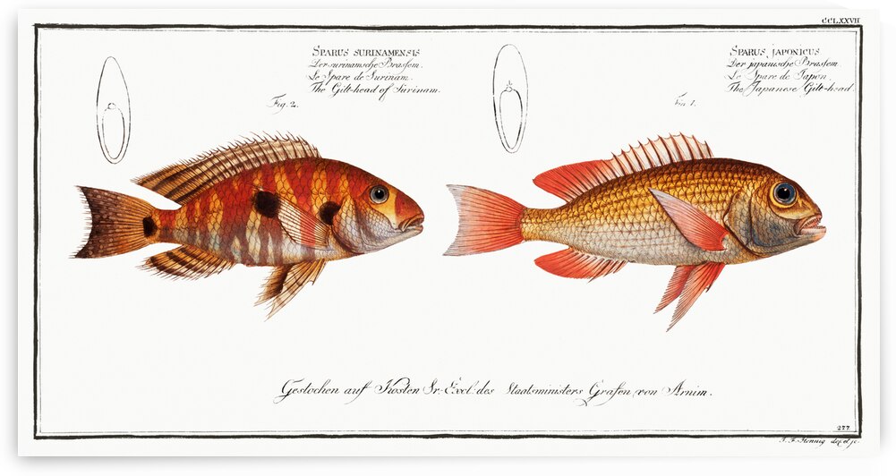 1. Japanese Gilt-head Sparus Japonicus 2. Gilt-head of Surinam Sparus Surinamensis by IStockHistory com