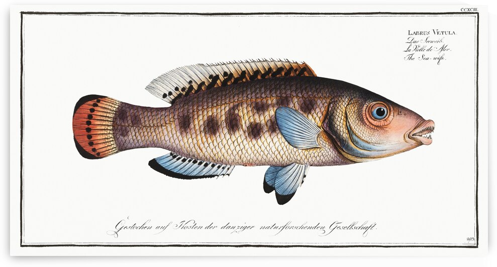 Sea-wife Labrus Vetula by IStockHistory com