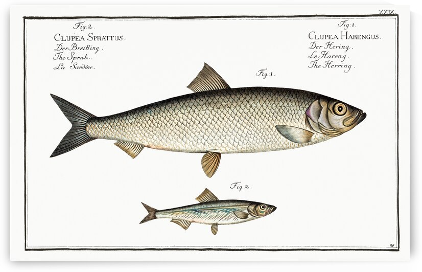 1. Herring Clupea Harengus 2. Sprat Clupea Sprattus by IStockHistory com
