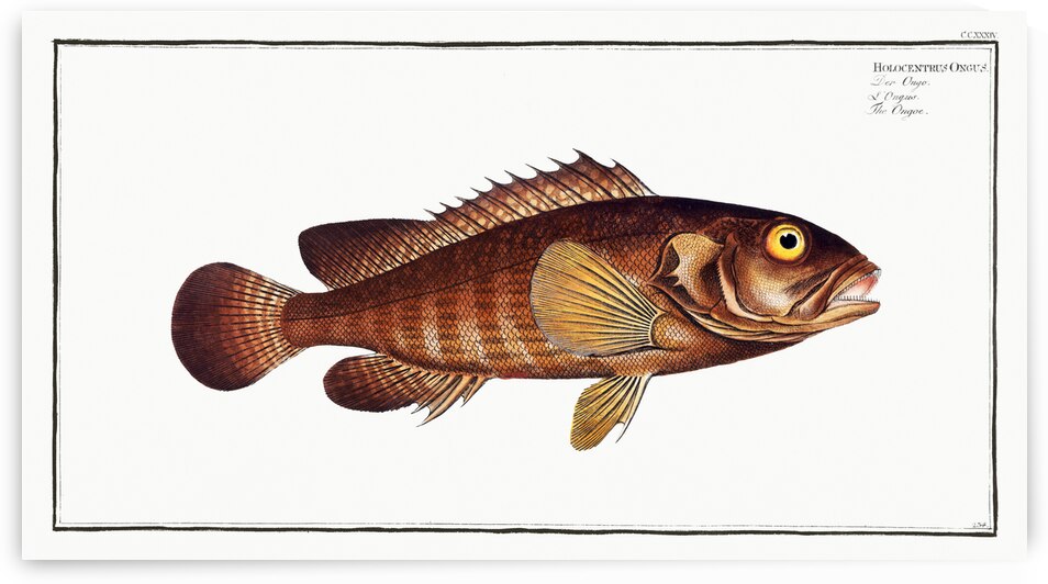 Ongoe Holocentrus ongus by IStockHistory com