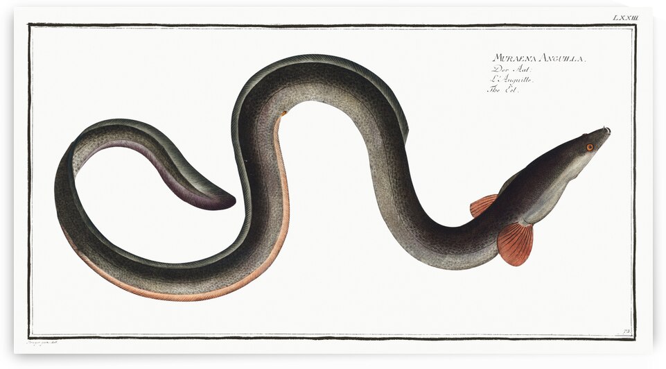 Eel Muraena Anguilla by IStockHistory com
