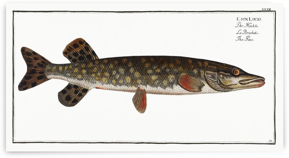 Pike Esox Lucio by IStockHistory com