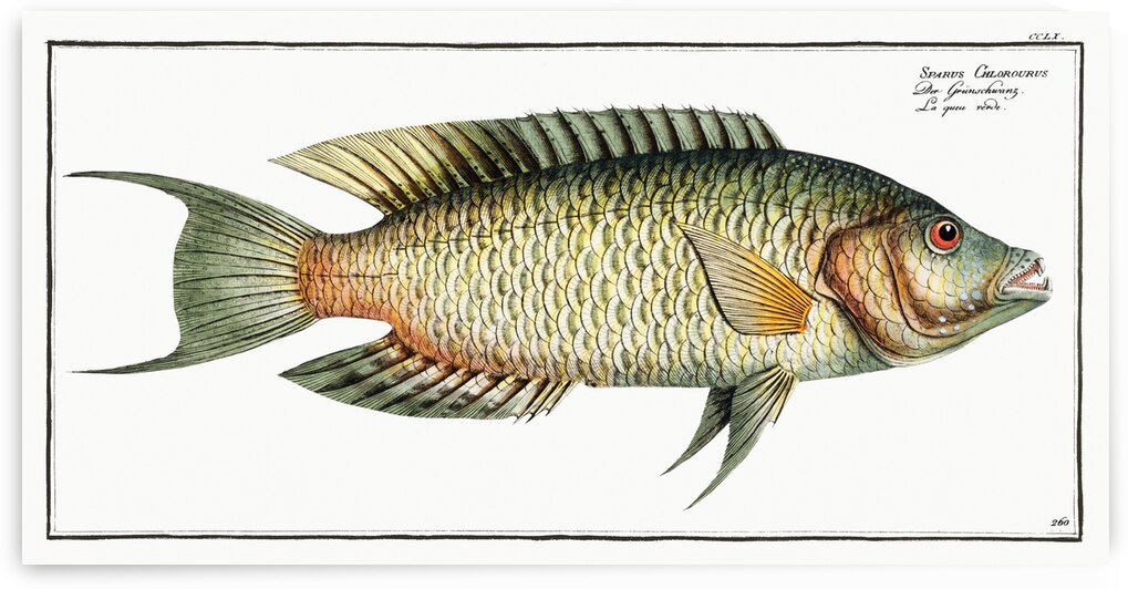 Sparus Chlorourus by IStockHistory com