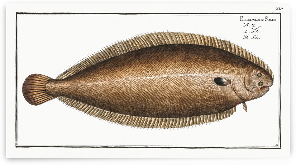 Sole Pleuronectes Solea by IStockHistory com