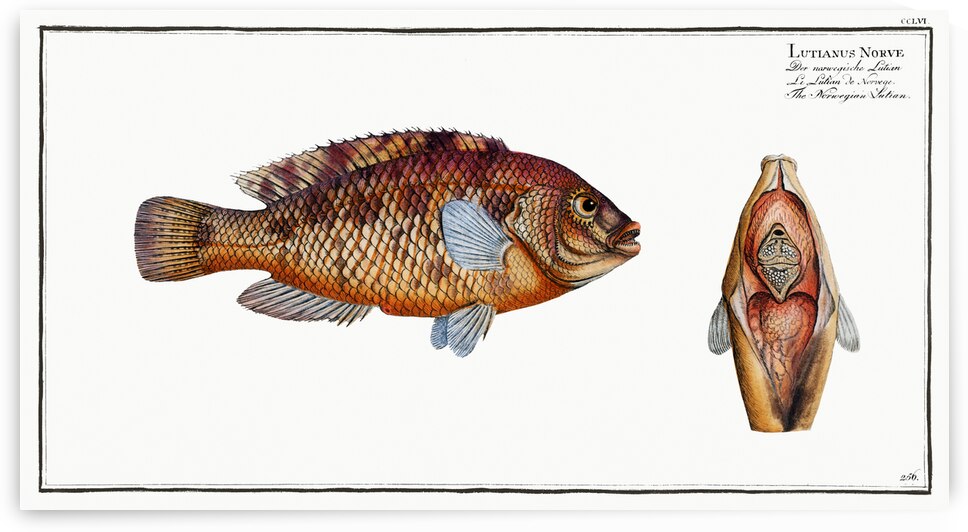 Norvegian Lutian Lutianus Norve by IStockHistory com
