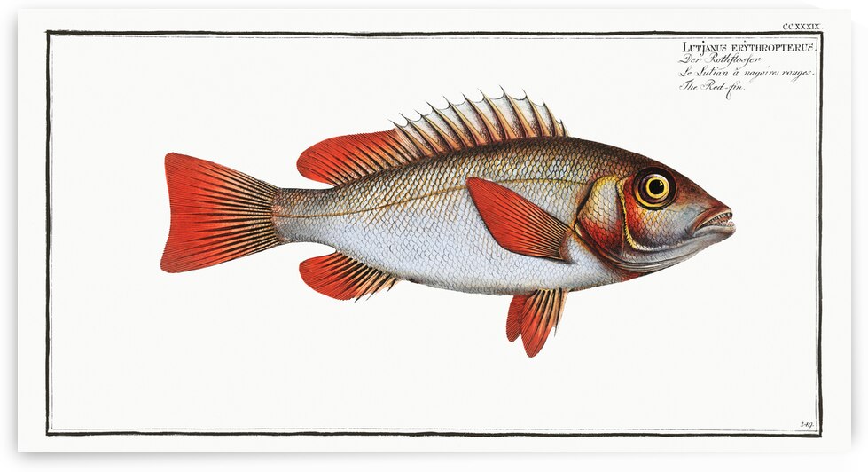 Red-fin Lutjanus erythropterus by IStockHistory com