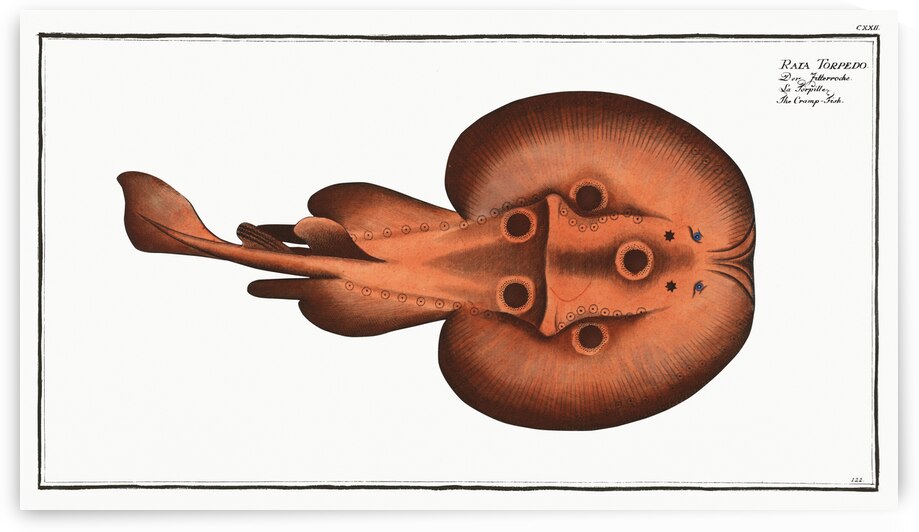Cramp-Fish Raja Torpedo by IStockHistory com