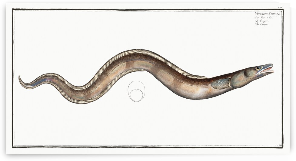 Conger Muraena Conger by IStockHistory com
