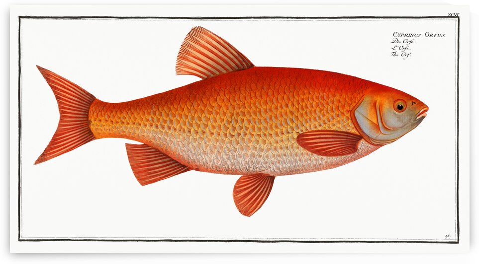 Orf Cyprnus Orfus by IStockHistory com