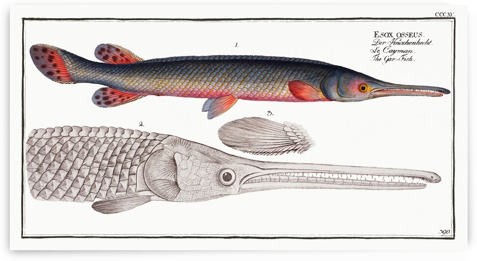 Gar-Fish Esox osseus by IStockHistory com