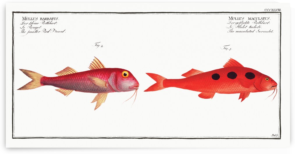 1. Maculated Surmulet Mullus maculatus 2. Smaller Red-Beard Mullus barbatus by IStockHistory com