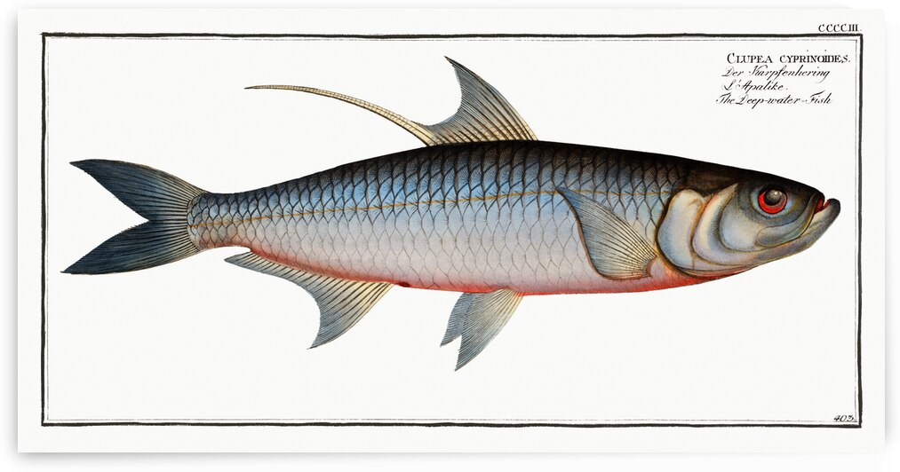 Deep-water Fish Clupea cyprinoides by IStockHistory com