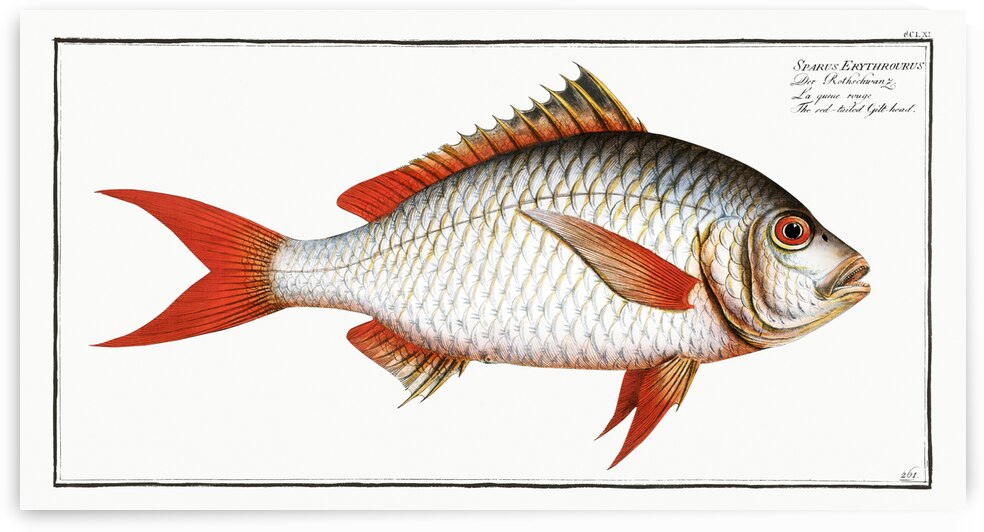 Red-tailed Gilt-head Sparus Erythrourus by IStockHistory com