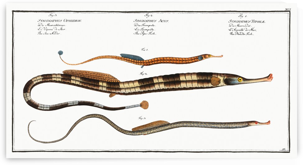 1. Neelde FIsh Syngnathus Typhle 2. Pipe Fish Syngnathus Acus 3. Sea Adder Syngnathus Ophidion by IStockHistory com
