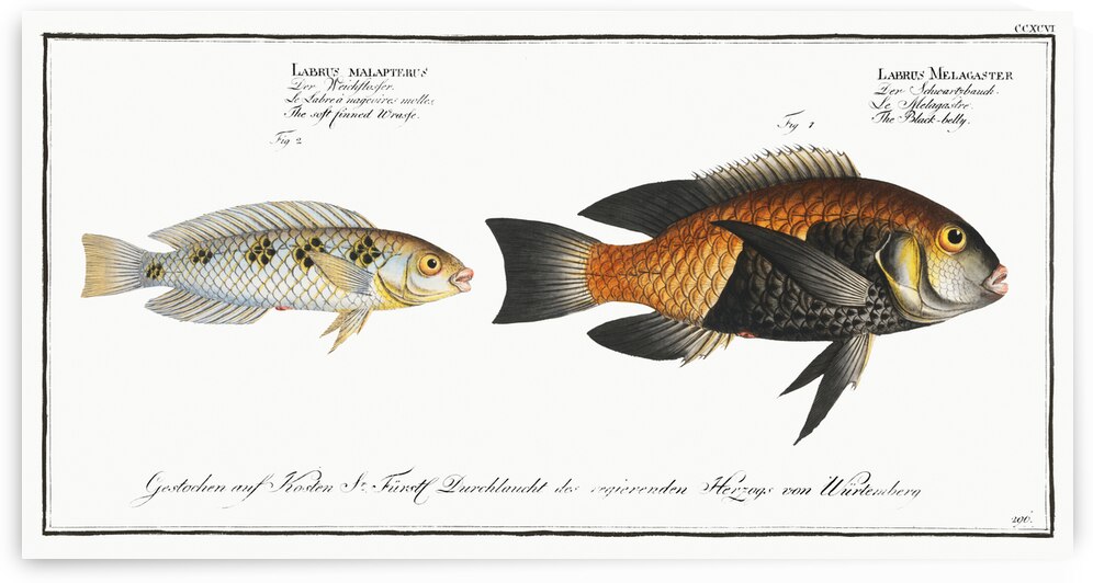 1. Black-belly Labrus Melagaster 2. Soft finned Wrasse Labrus malapterus  by IStockHistory com