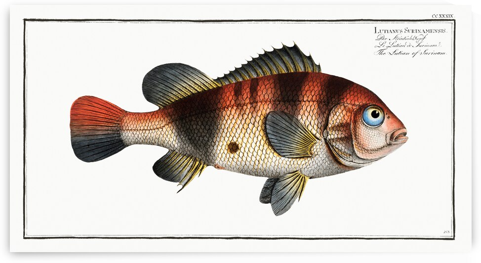 Lutian of Surinam Lutianus Surinamensis by IStockHistory com