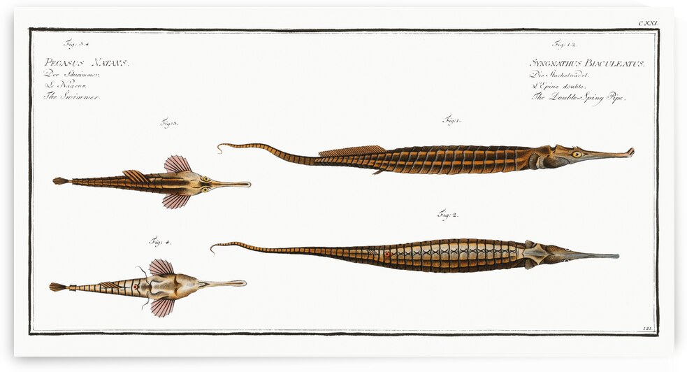1. 2. Double-Spiny Pipe Syngnathus Biaculeatus 3. Swimmer Pegasus Natans by IStockHistory com