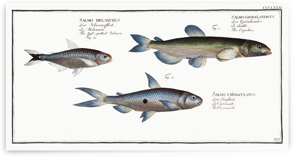 1. Capelan Salmo groenlandicus 2. Tail-spotted Salmon Salmo melanurus 3. Curimate Salmo unimaculatus by IStockHistory com