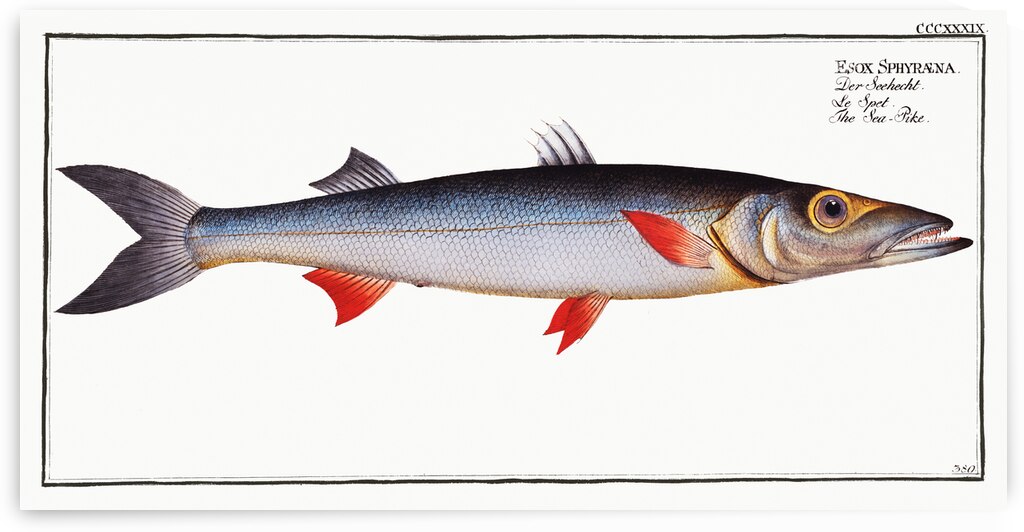 Sea-Pike Esox Sphyraena by IStockHistory com