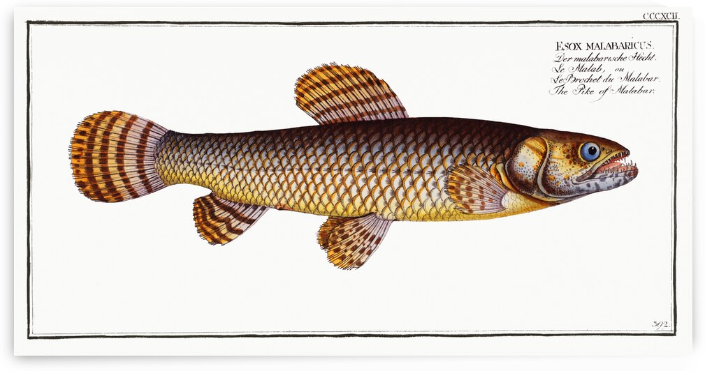 Pike of Malabar Esox malabaricus by IStockHistory com