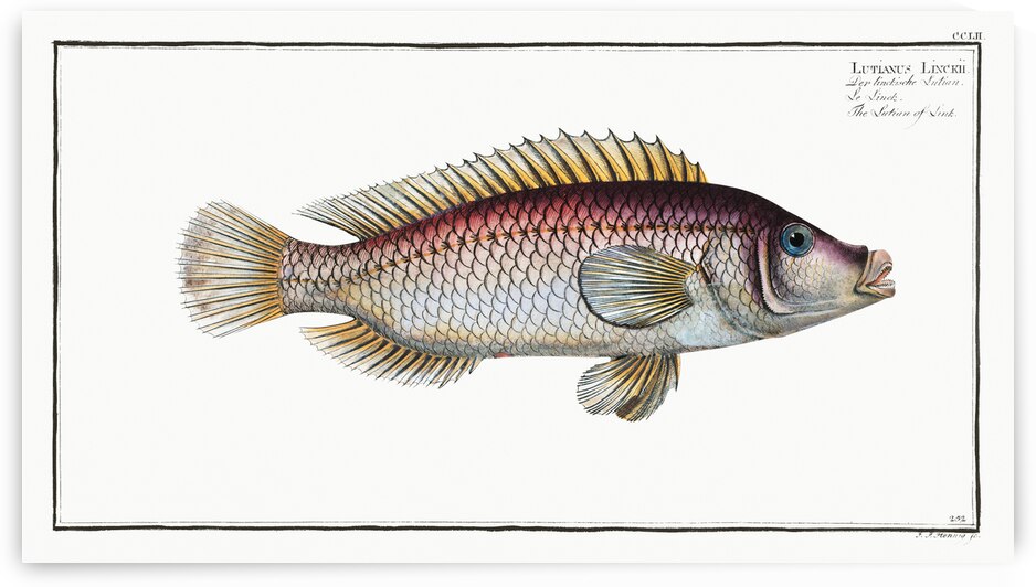 Lutian of Link Lutianus Linckii by IStockHistory com