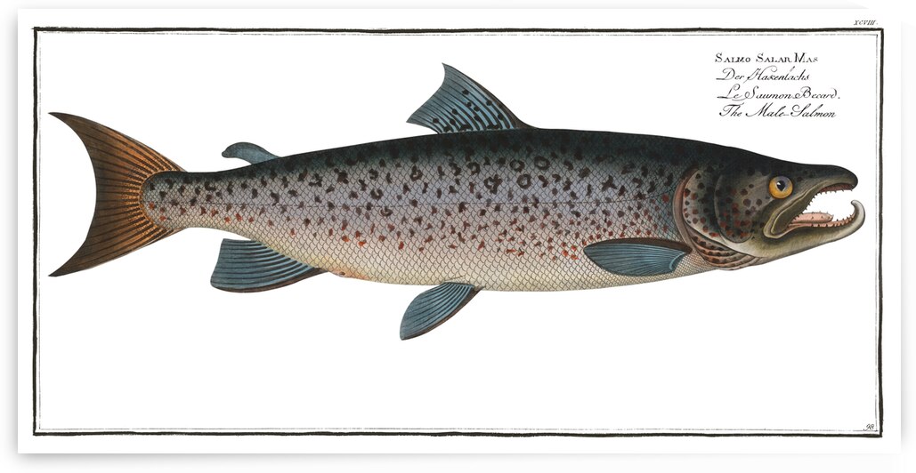 Male-Salmon Salmo Salar Mas by IStockHistory com