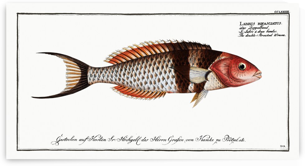 Double-Streaked Wrasse Labrus bifasciatus by IStockHistory com